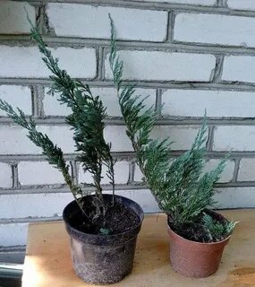 Как размножить можжевельник