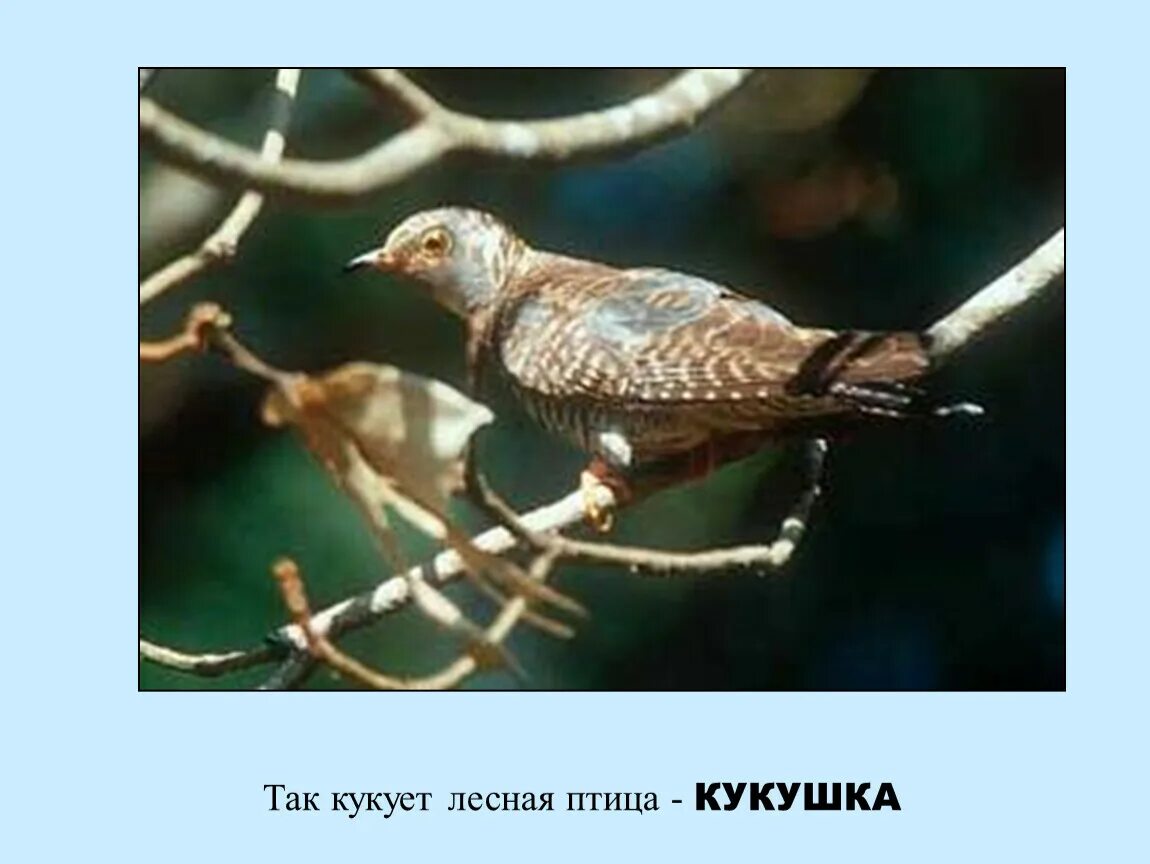 Кукушка куковала мало мало. Там Кукушка кукует. Кукушка голос птицы. Куковать. Кукушка кукует песня.