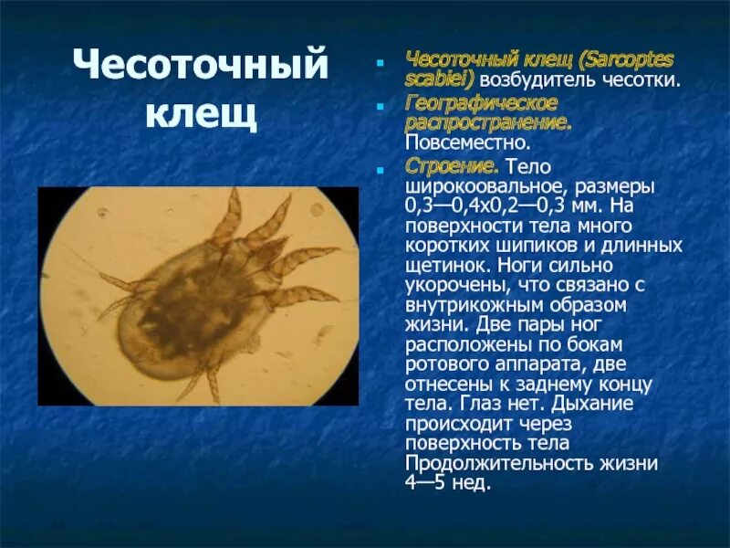 Сколько живет чесоточный. Чесоточный клещ Sarcoptes scabiei. Клещ Sarcoptes scabiei возбудитель чесотки. Чесоточный зудень (Sarcoptes scabiei).