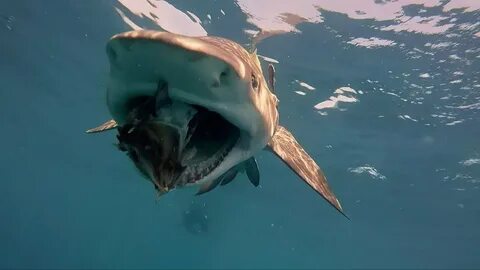 Feral frenzy shark x
