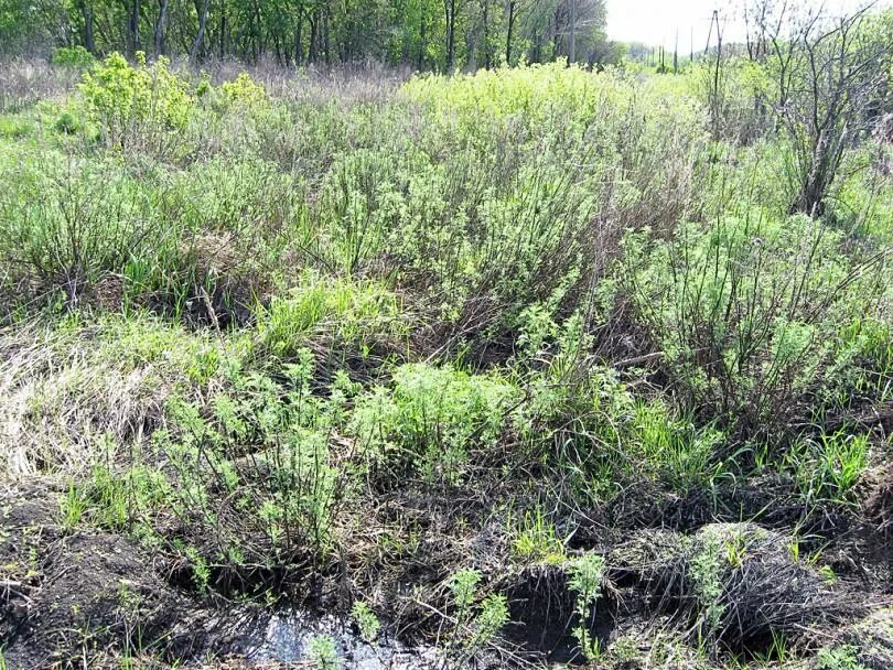 Заросшей полынью. Полынья заросли. Заросшей полынью. Полынь каспийская artemisia caspica. Степная трава полынь.