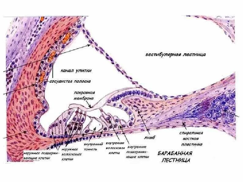 Кортиев орган гистология препарат. Перепончатый канал улитки Кортиев орган гистология препарат. Внутреннее ухо строение гистология. Ухо Кортиев орган препарат гистология.