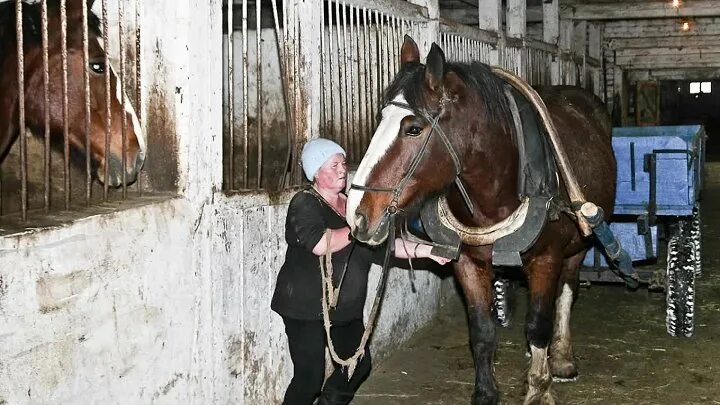 Кобыла 4 года. Владимирские конюшни. Владимирские конюшни. Амуничник для лошадей. Конюшня владимирская.