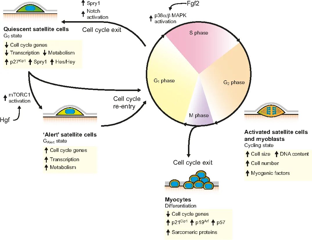 Le tao and Bhushan клеточный цикл и химиотерапия. Satellite Cells. Satellite Cells activation upon injury. Intrinsic ve extrinsic kan Koag.