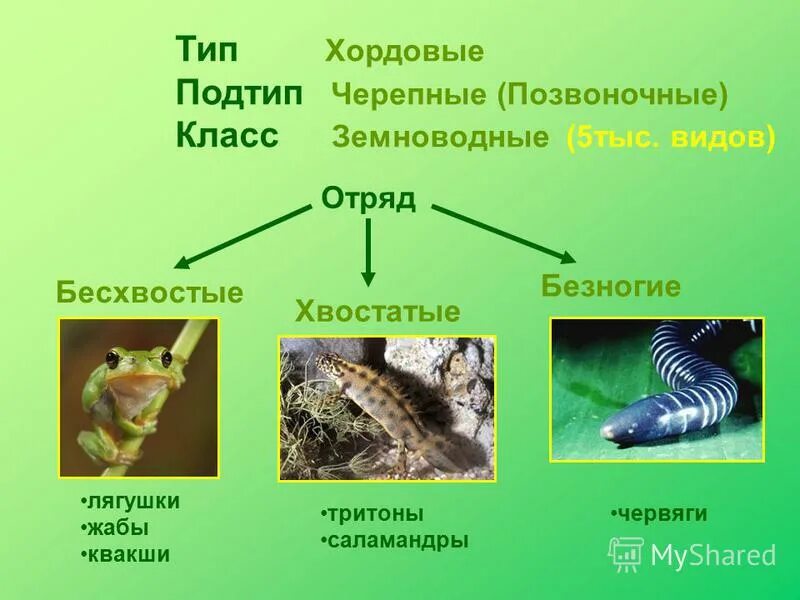 Подтипы земноводных