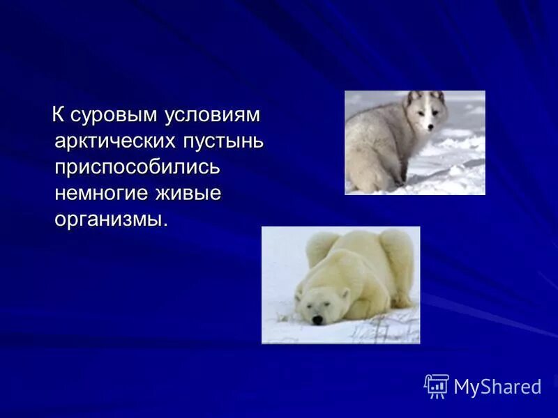 Приспособления животных. Приспособленность животных в пустыне и полупустыне. Как животные приспосабливаются. Адаптации животных пустыни. Приспособления животных к жизни в пустыне.