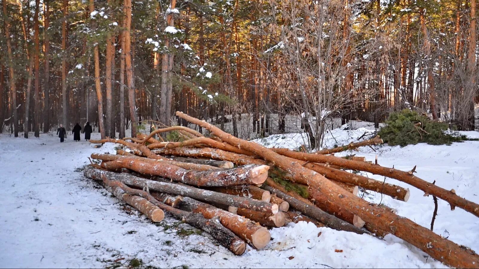 Почему рубят деревья