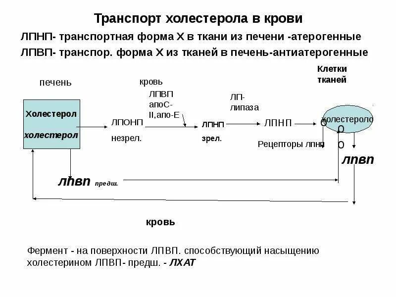 Пути использования холестерина в различных тканях