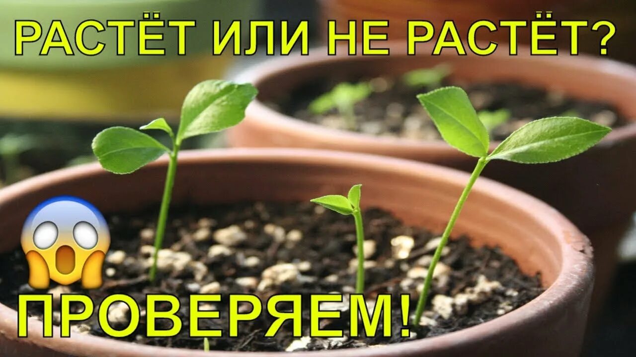 Ростет или растет. Цветок ростет или растет. Ростет или растет ребенок. Расти или расти.