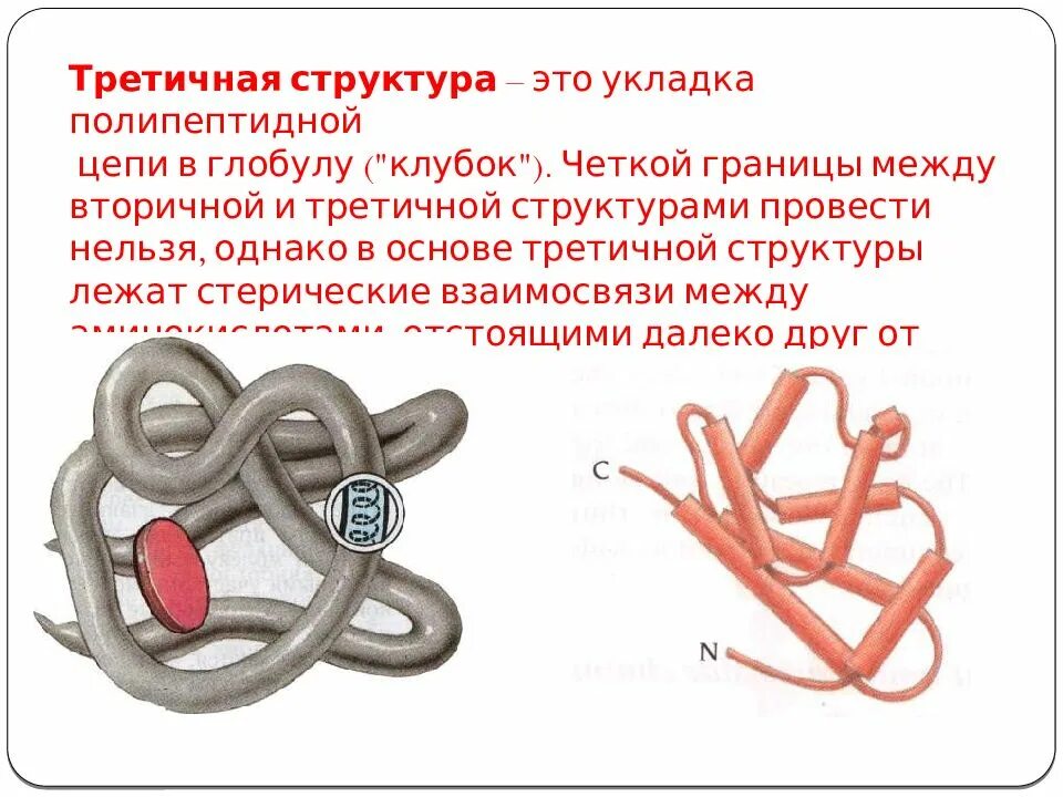 Третичная структура данная структура. Вторичная и третичная структура белков. третичная структура белка. третичная структура полипептидной цепи. структуры первичная вторичная третичная белков в формулах.