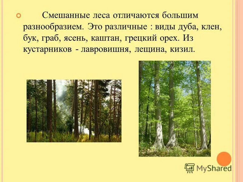Различие леса. Виды смешанных лесов. +Описать смешанный лес. Описание смешанного леса. Видовое многообразие леса.