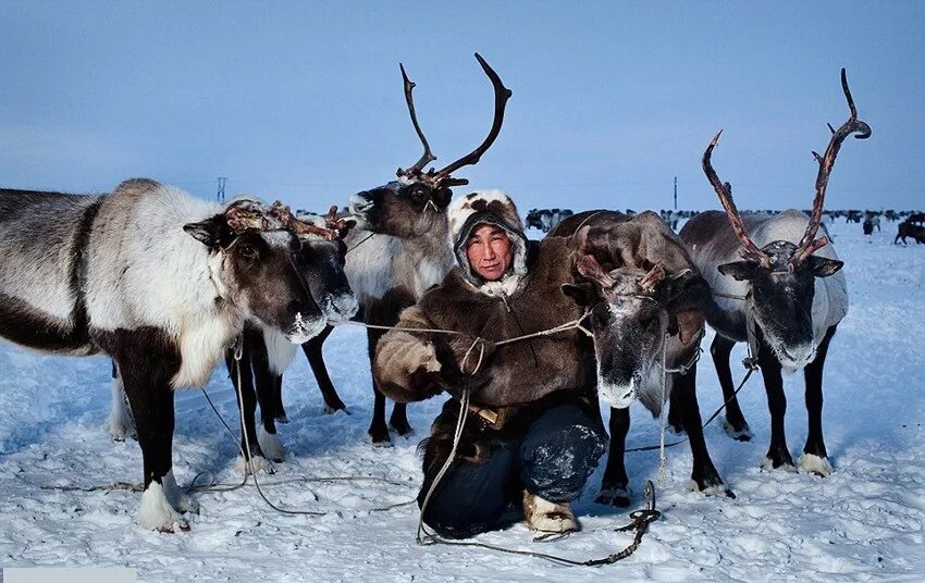 Чукотский автономный округ оленеводство. Чукчи Эскимосы Коряки. Коряки оленеводы. Народ Чукотки Эскимосы. Народы проживающие в тундре