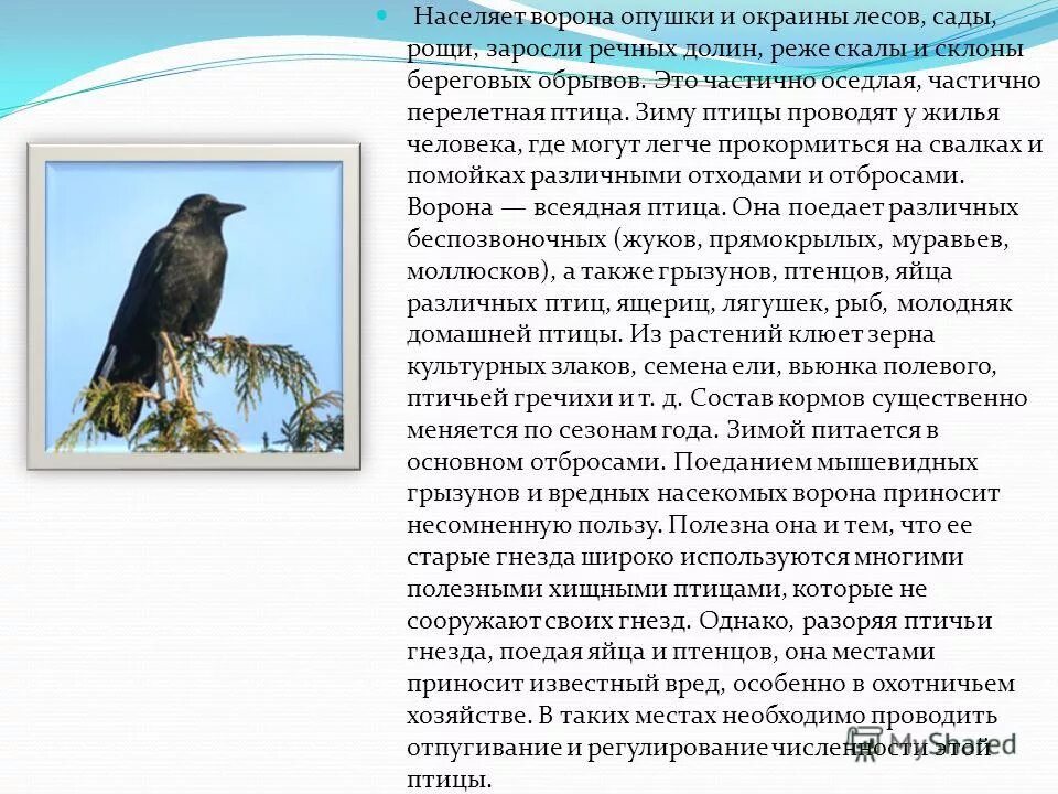 Птицы доклад 8 класс. Описание вороны. Описание о вороне. Доклад о вороне. Доклад о воронах.
