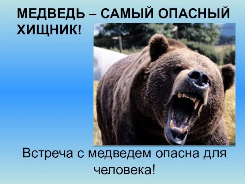 Опасны ли медведи. Медведь опасен для человека. Опасные животные для человека медведь. Опасный медведь 2 класс окружающий мир. Медведь опасный хищник.