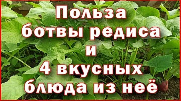 Ботва редиса польза. Ботва редиса. редька с ботвой. ботва редиса в пищу.