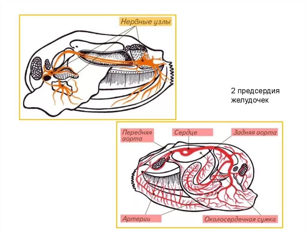 Околосердечная полость моллюсков. Околосердечная сумка у моллюсков. Желудочек у моллюсков. Предсердие у моллюсков.