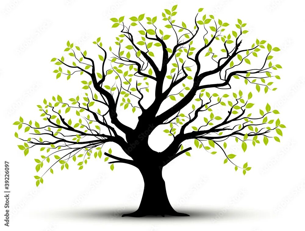 Baum und