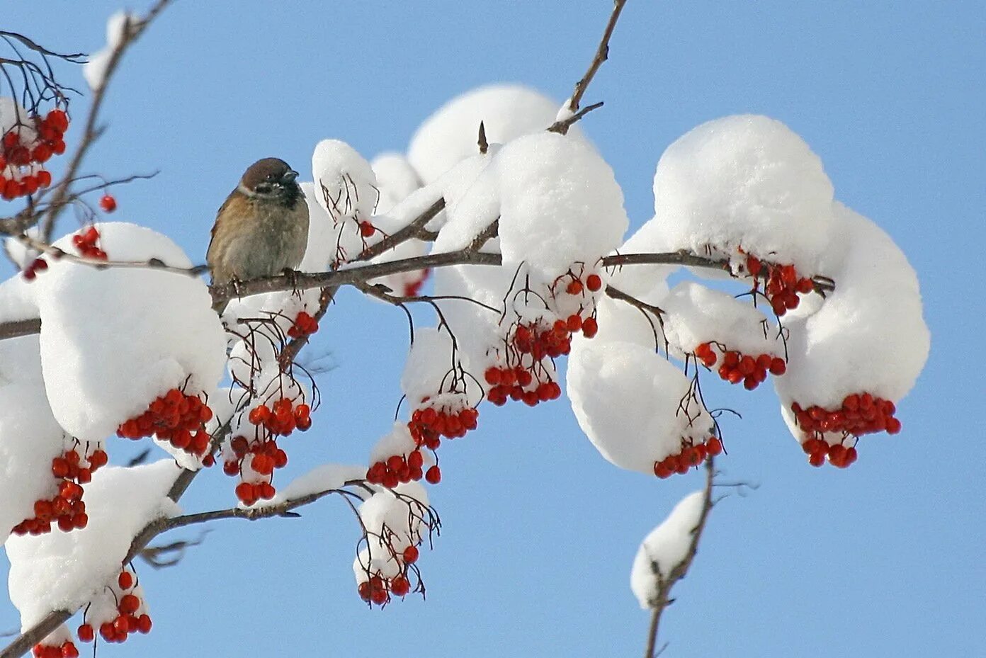 Природа снег птица. Зимние птицы. Зимняя рябина. Рябина в снегу. Зима рябина.