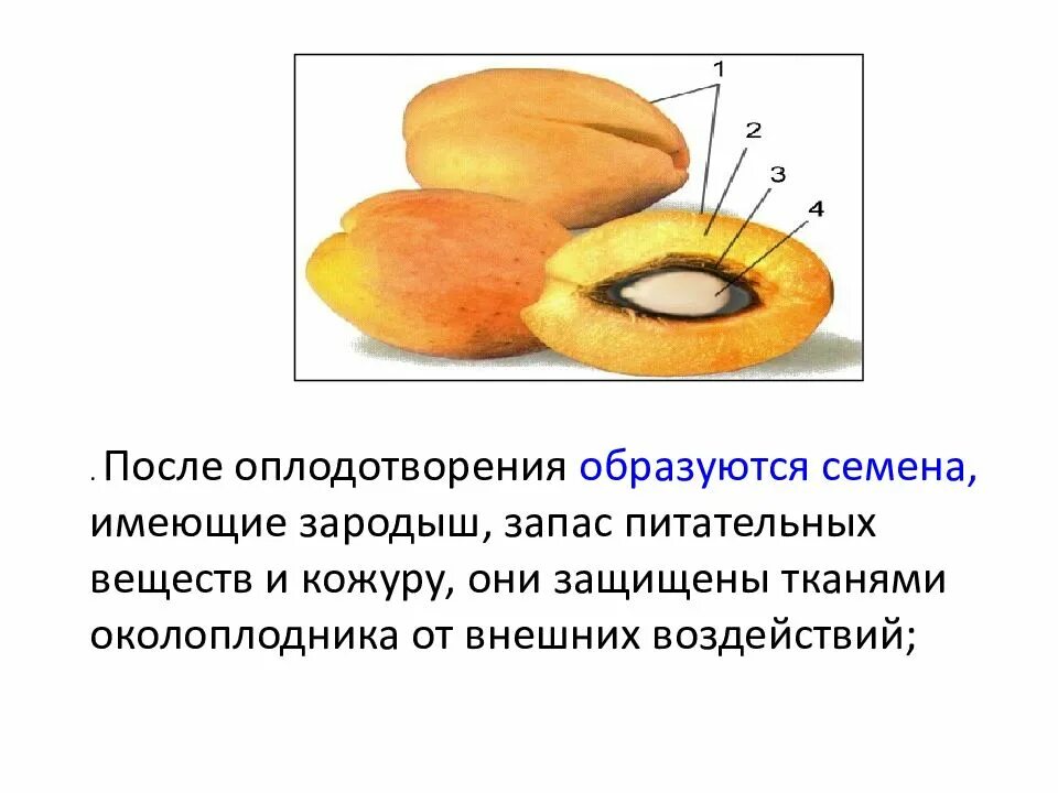 В каких структурах содержится запас питательных веществ. Запас питательных веществ в семени. Семя семенная кожура зародыш запас питательных. Состоит из зародыша и запаса питательных веществ. Запас питательных веществ формируется из.