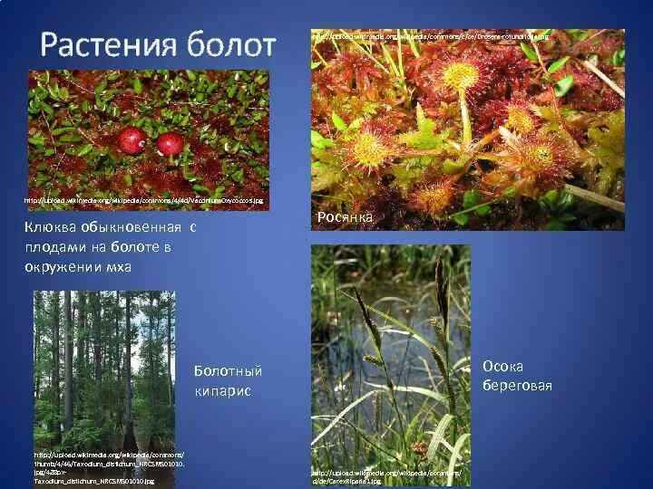 Таблица болот растения. Растения болот. Приспособления растений в болоте. Адаптации растений к болотам. Приспособленность растений к болотам.