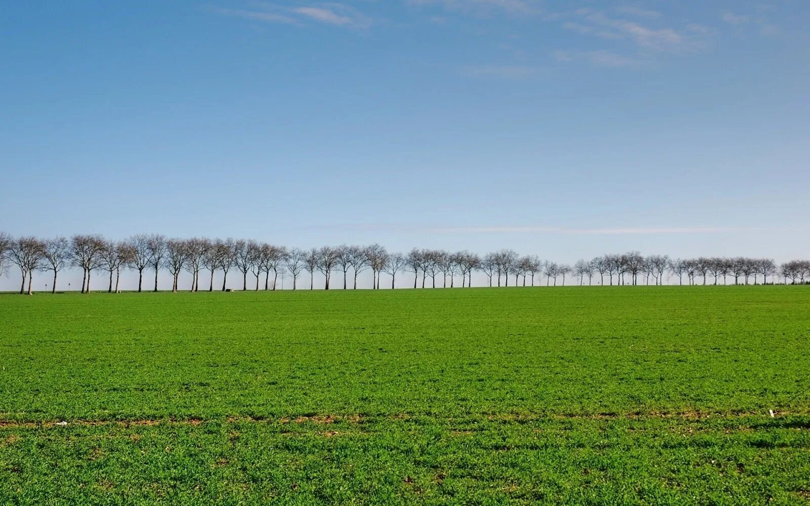 Fields first