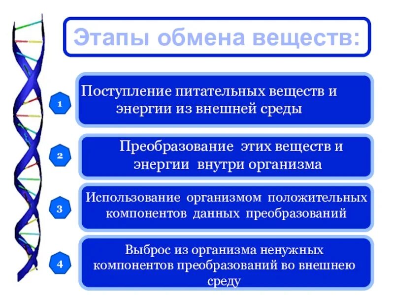 Обмен поменяюсь. Этапы обмена веществ. Этапы обмена веществ и энергии. Этапы обмена питательных веществ. Основные процессы веществ в организме.