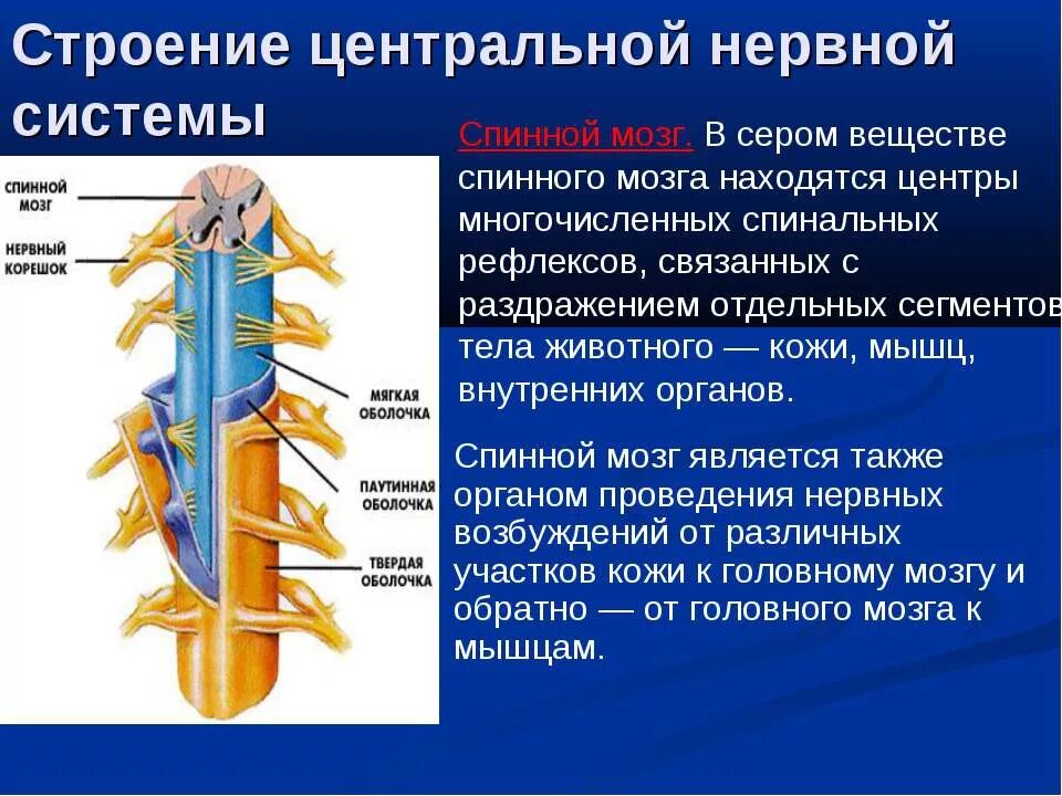 Структуры центральной нервной системы. ЦНС спинной и головной мозг строение. Строение центральной нервной системы спинной мозг. ЦНС спинной мозг анатомия. Центральный отдел нервной системы спинной мозг