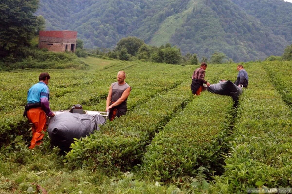 В россии растет чай. Чайные плантации Сочи Дагомыс. Краснодарский чай плантации. Чайная фабрика Дагомыс. Дагомыс айные плантация Дагомыс.