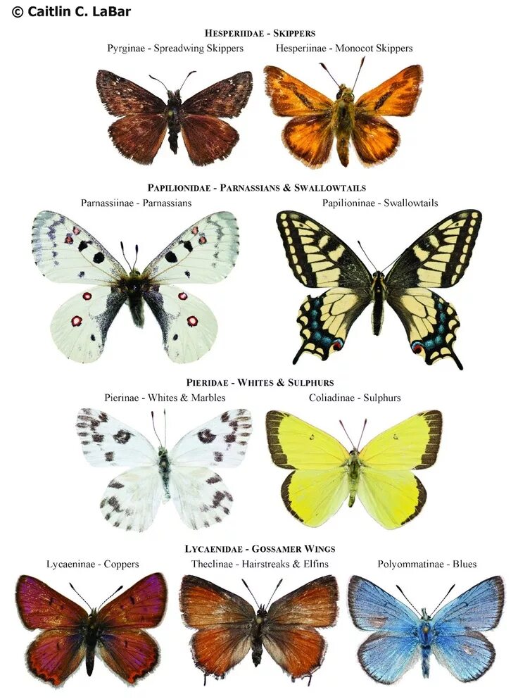 Какие имена бабочек. Бабочки средней полосы России с названиями. Название бабочек. Виды бабочек с названиями. Названия бабочек с картинками.