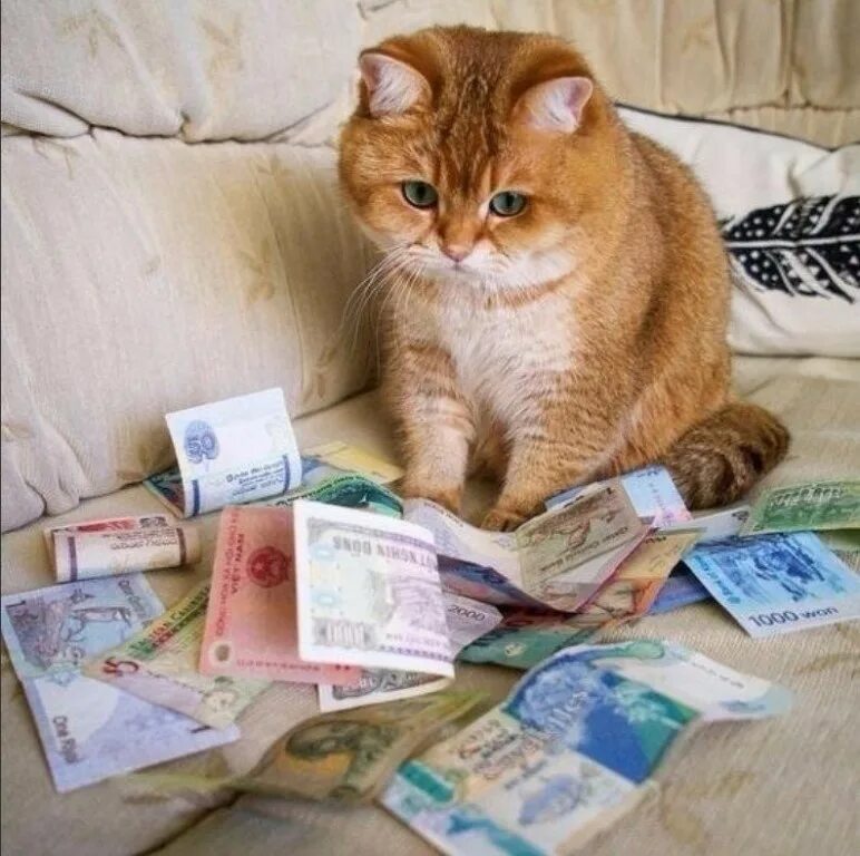 Сижу думаю что делать