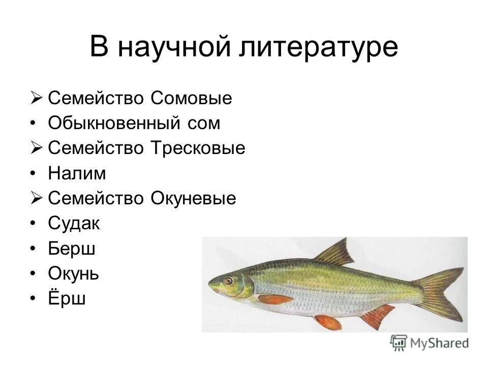 Какую рыбу р. Форелевая ферма узв. Рыба в узв. Рыбы которые разводят в прудах. Надкласс рыбы класс костные.