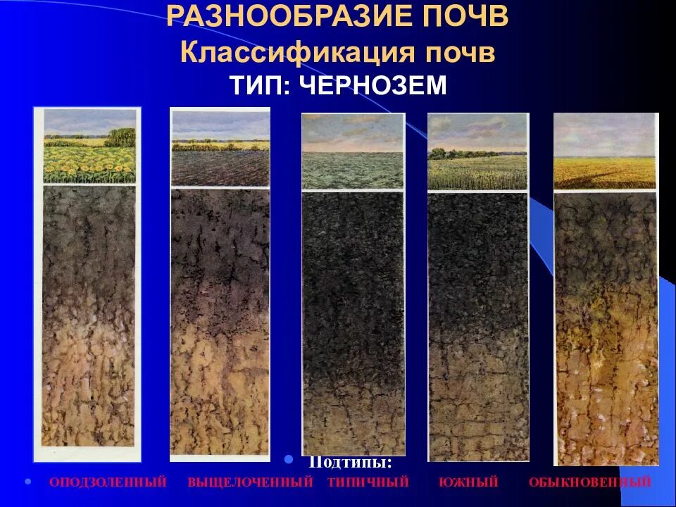 В каком районе наиболее плодородные почвы. Черноземы почвы гумус. Почвенный профиль черноземы Южные почв схема. Тип почвы чернозем. Типы черноземных почв.