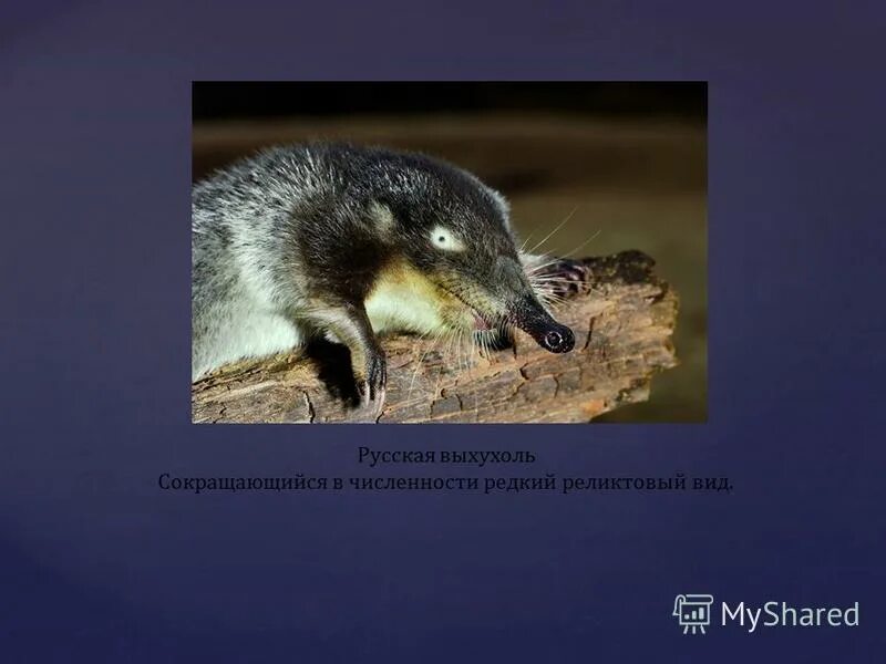 Выхухоль это млекопитающее. Выхухоль это млекопитающее. Животные волгоградской области занесенные в красную книгу. Крошечная бурозубка красная книга. Выхухоль численность.