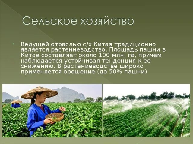 Почему в индии развито сельское хозяйство. Промышленность и сельское хозяйство китая. отрасли сельского хозяйства китая. сельское хозяйство китая география. характеристика сельского хозяйства китая.