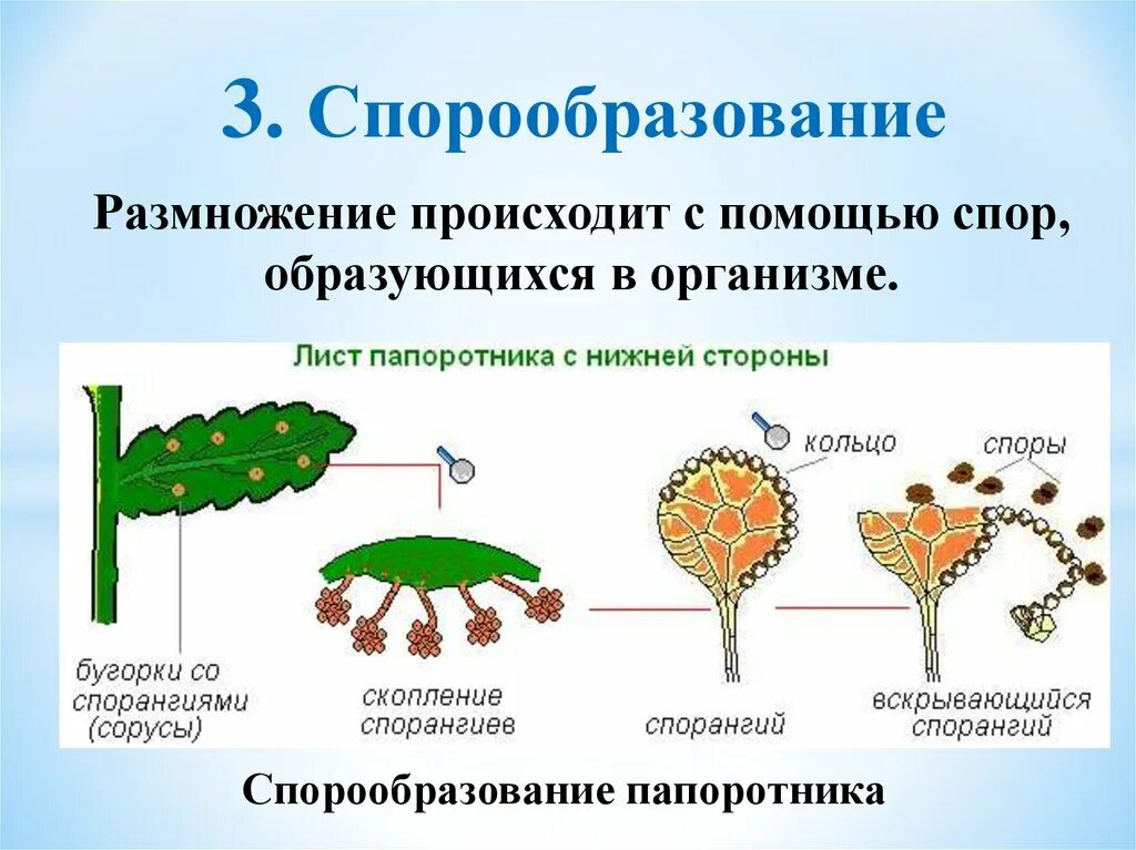 Размножение папоротников спорами это бесполое размножение. Спорообразование вид размножения. Образование спор бесполое размножение. Образование спор у папоротника.