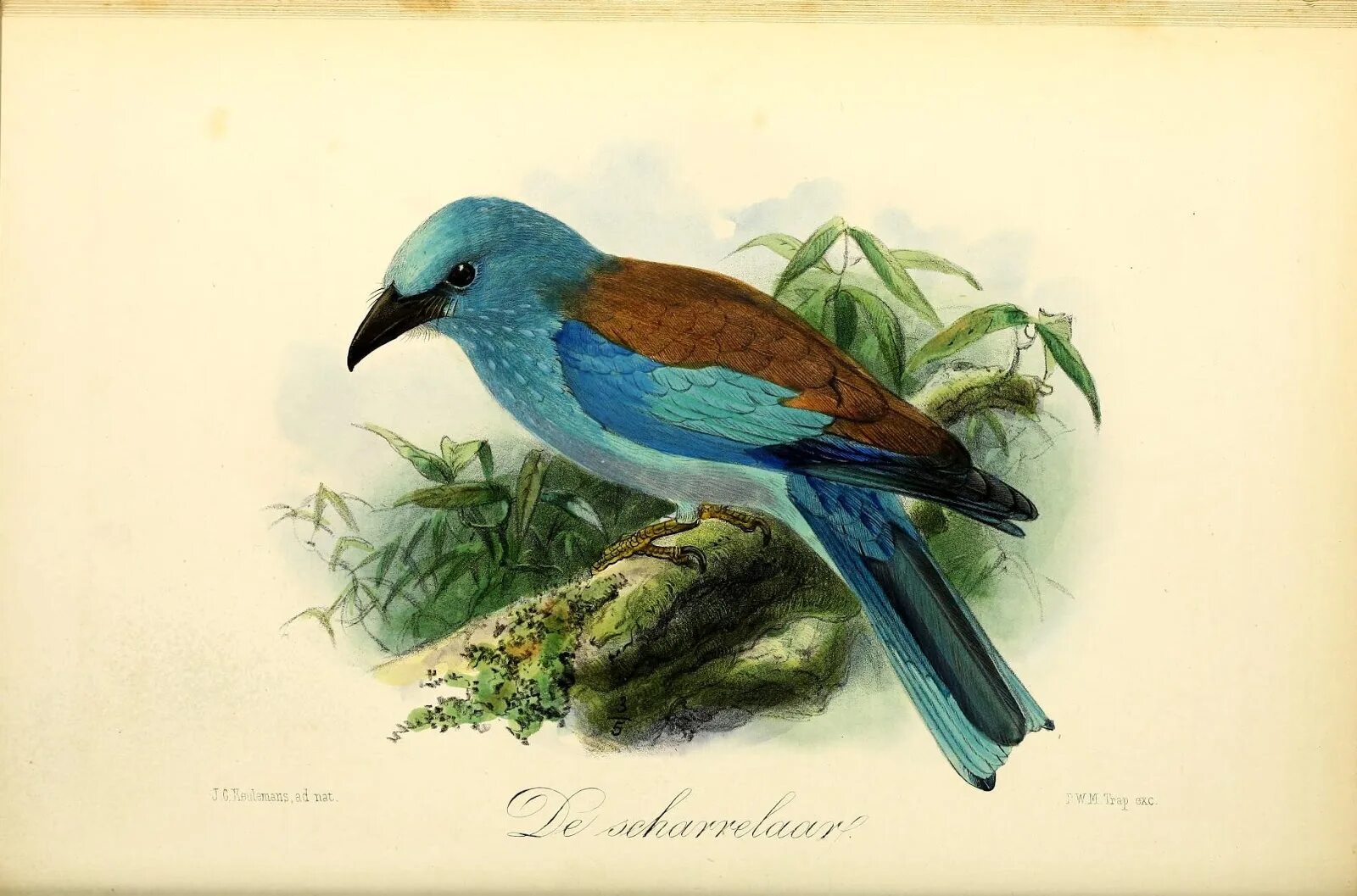 Птица история. Bird illustration.