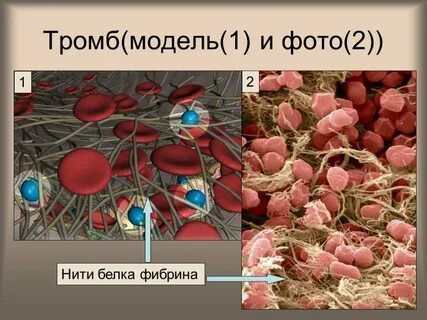 Белок образующий тромб