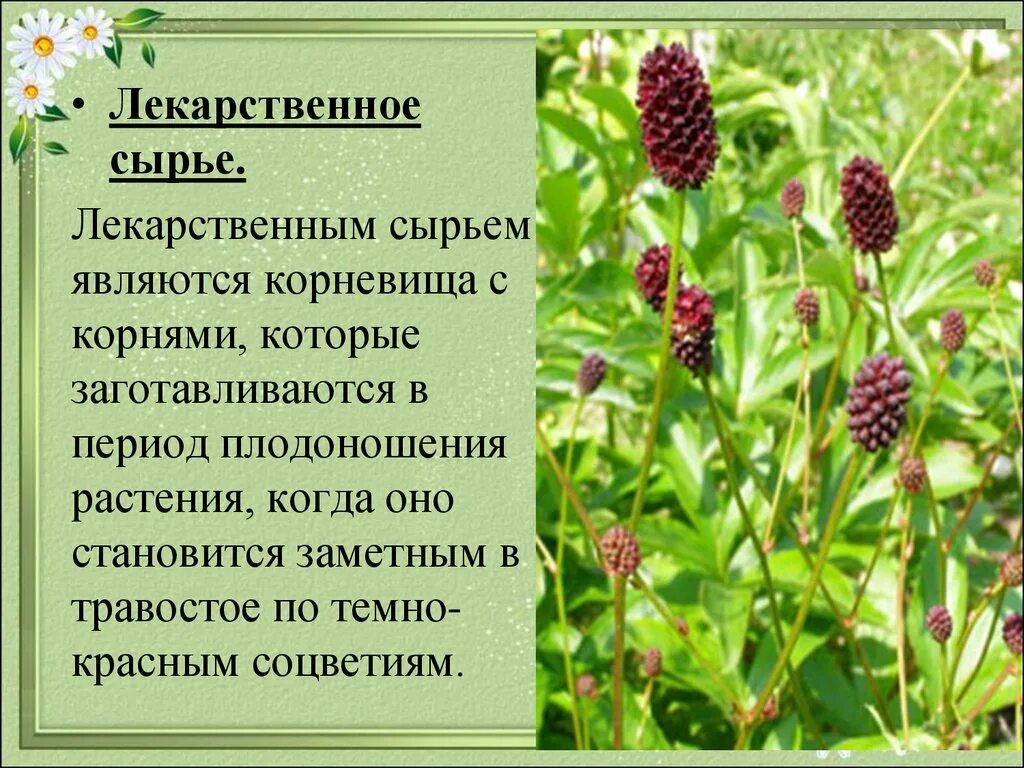 Явиться корень. Лекарственные растения с кровоостанавливающим действием. Лекарственные растения сырье которых являются корневища. Сырьем являются корневища. Лекарственное растение, сырьё которого - «корневища с корнями»:.