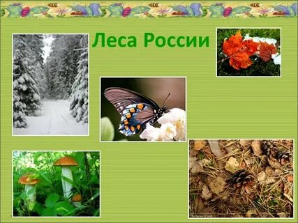 Лес презентация 4 класс плешаков