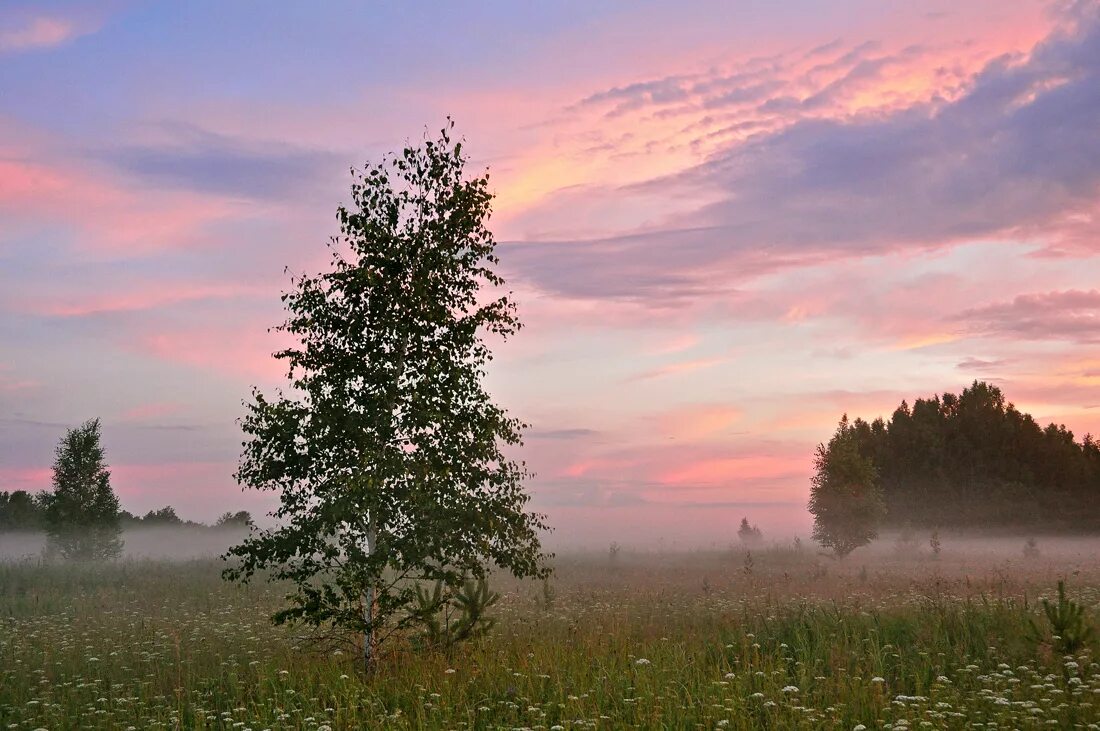 Рассвет березы. Одинокая береза. Березы на закате. Лето вечер березы.