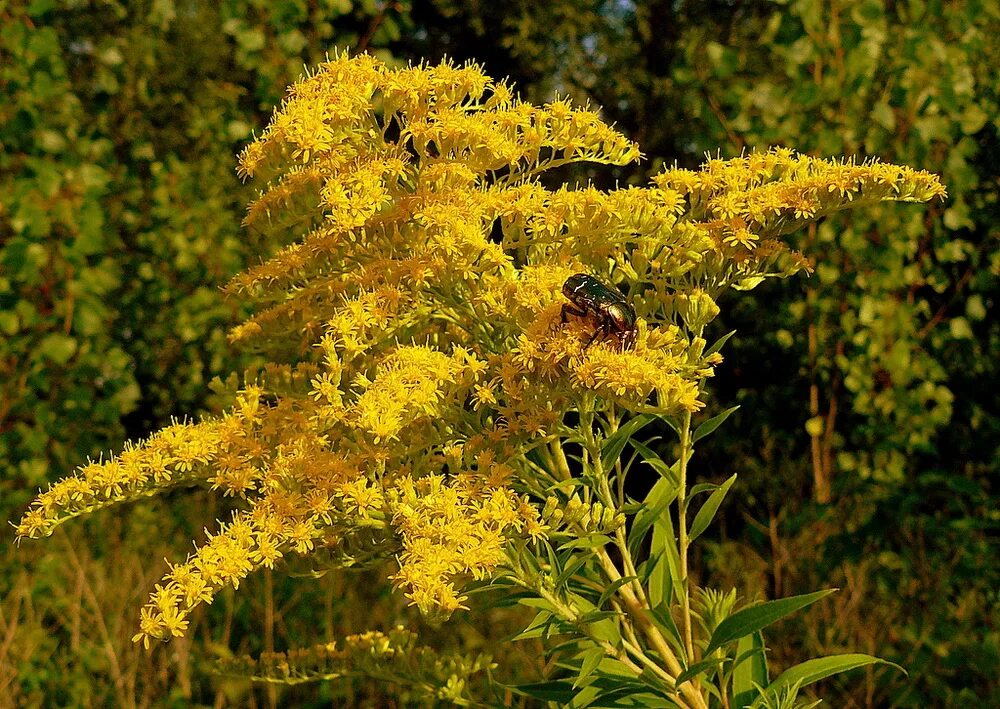 Золотарник даурский (solidago dahurica). Золотарник польза и вред. Золотарник польза и вред. Золотарник волосистоплодный. Золотая розга (золотарник).
