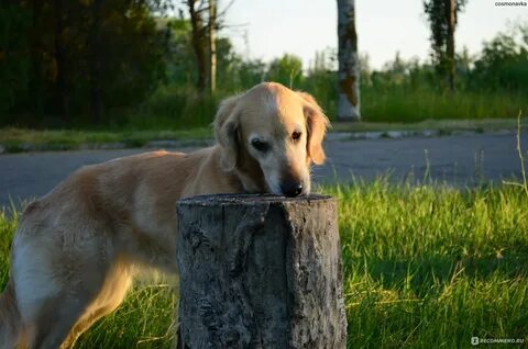 Восстановление собаки