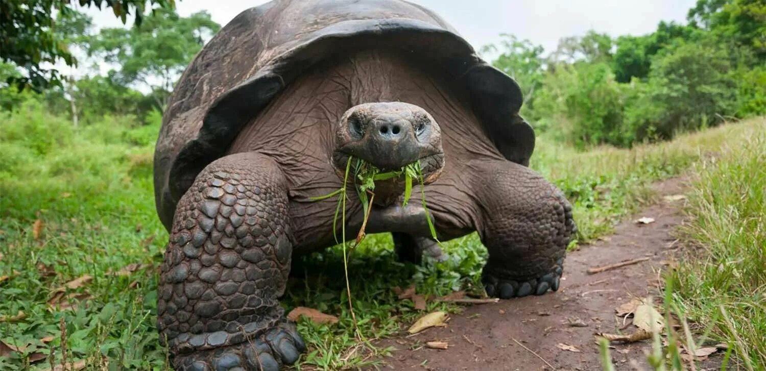 Какой самый медленный человек. Галапагосская черепаха. Галапагосская слоновая черепаха. Гигантская черепаха Галапагоса. Гигантская черепаха Альдабра.