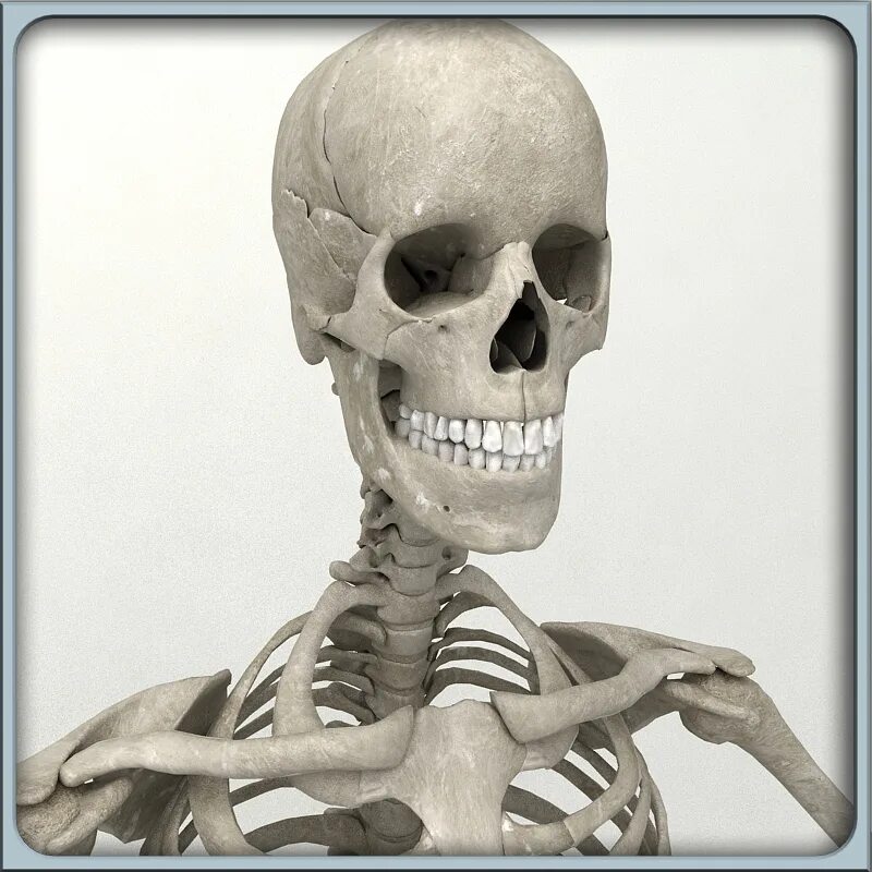 Скелет учебный. Скелет 3д. Скелет 3 летнего ребенка. Скелет человека 3d.