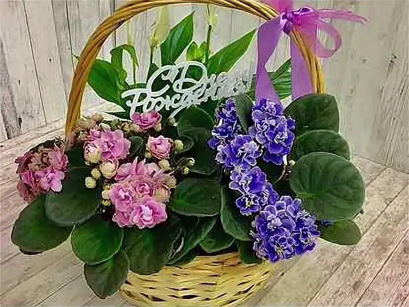 Фиалка роб ванила триал. Фиалки в вазе. Фиалка подарок. Лесные фиалки букет. Фиалка комнатная приметы.