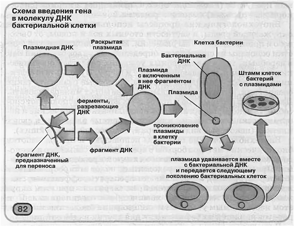 Клонирование ДНК схема. Схема клонирования рекомбинантной ДНК. Методы введения ДНК В бактериальные клетки. Введение Гена в бактериальные клетки. Встраивание гена инсулина в плазмиду