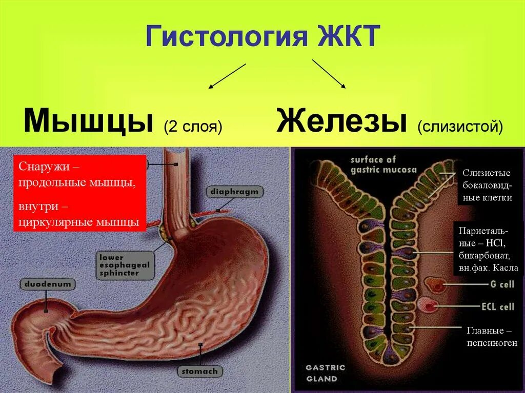Классификация жкт