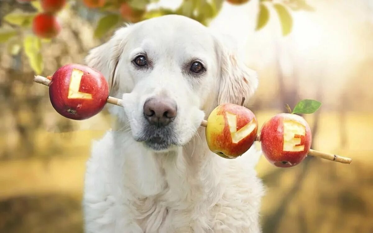 Можно щенка яблоко. Собака и фрукты. Животные с яблоками. Собака с яблоком. Животные едят овощи и фрукты.