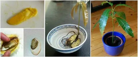 Можно вырастить манго из косточки дома
