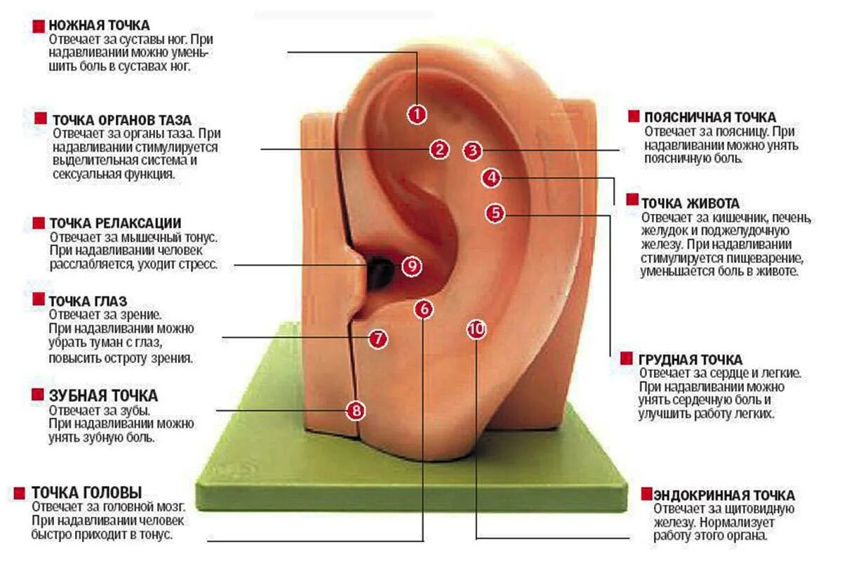 Быстро слышащая и быстро. Активные точки на ушной раковине. Ушная раковина точки акупунктуры органов. Активные точки на ушной раковине для массажа. Ушная раковина биологические активные точки.